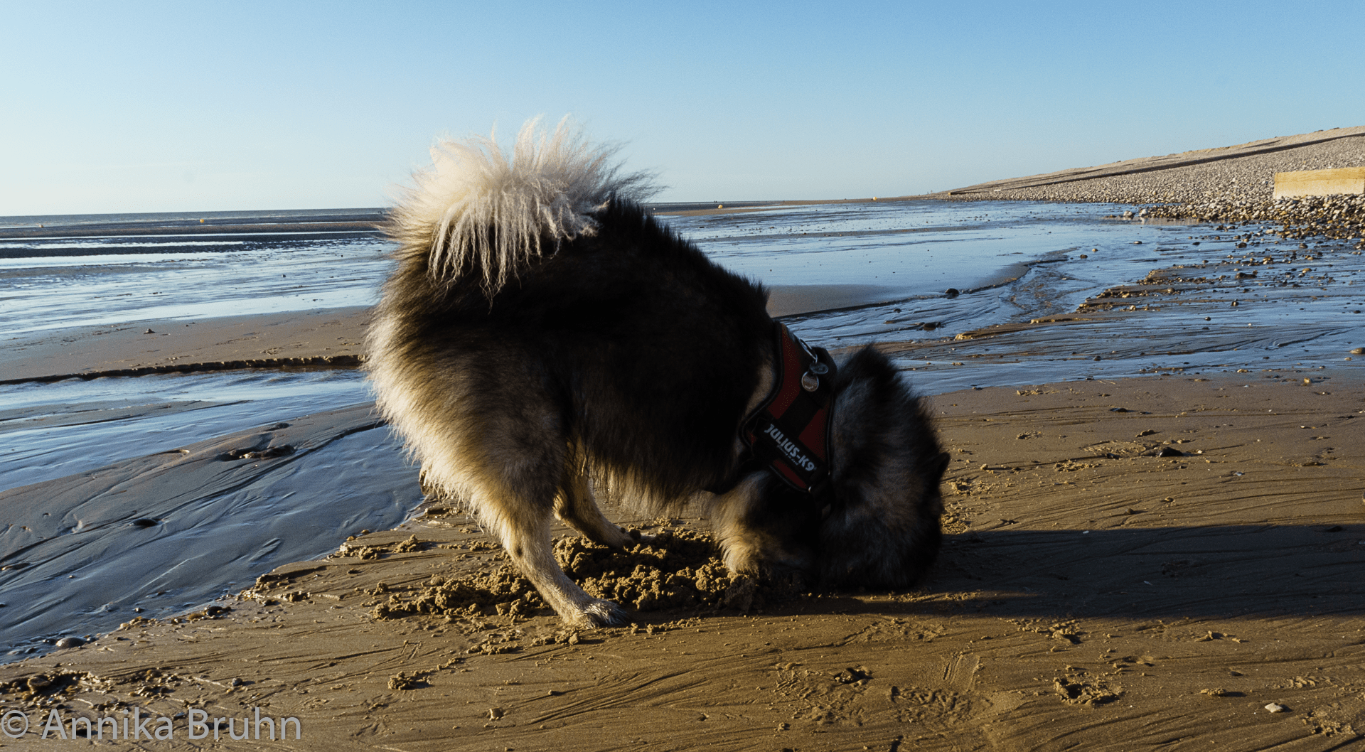 Q buddelt am Strand